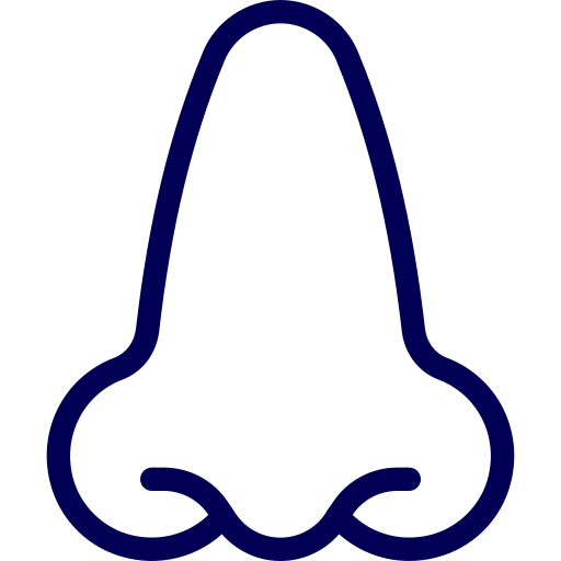 Sinuses